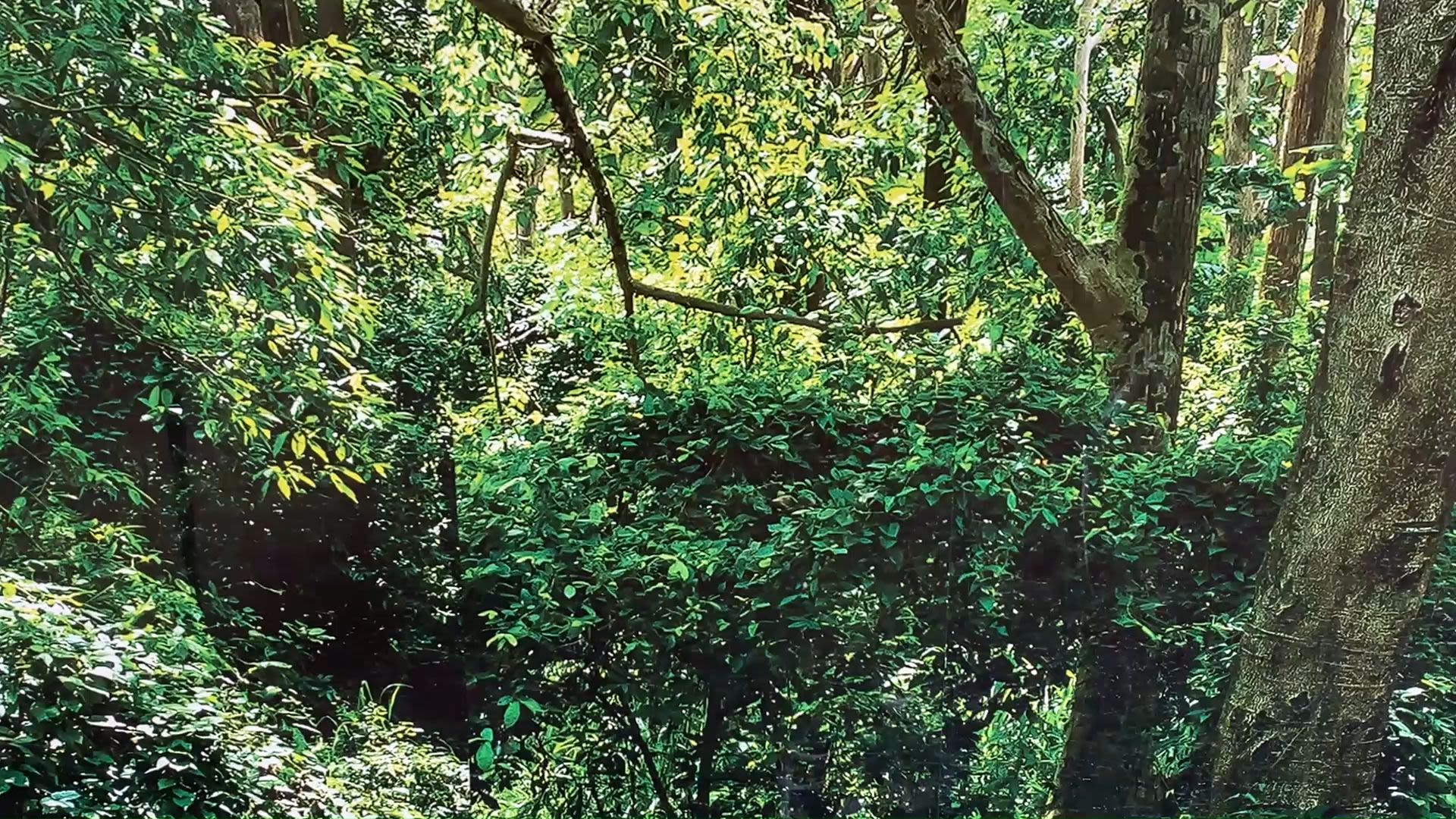 A forest path, flanked on one side by a tree and on the other by a