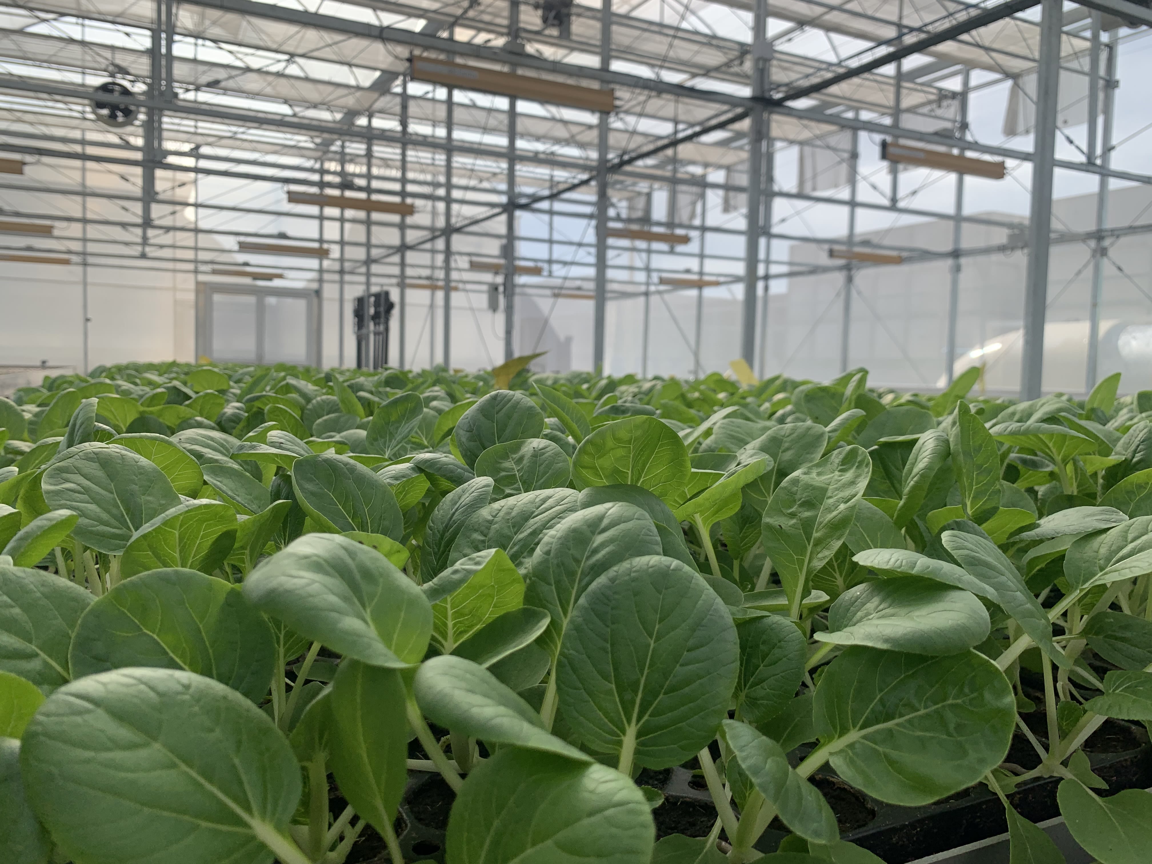 A show poster for Thurston the Great Magician