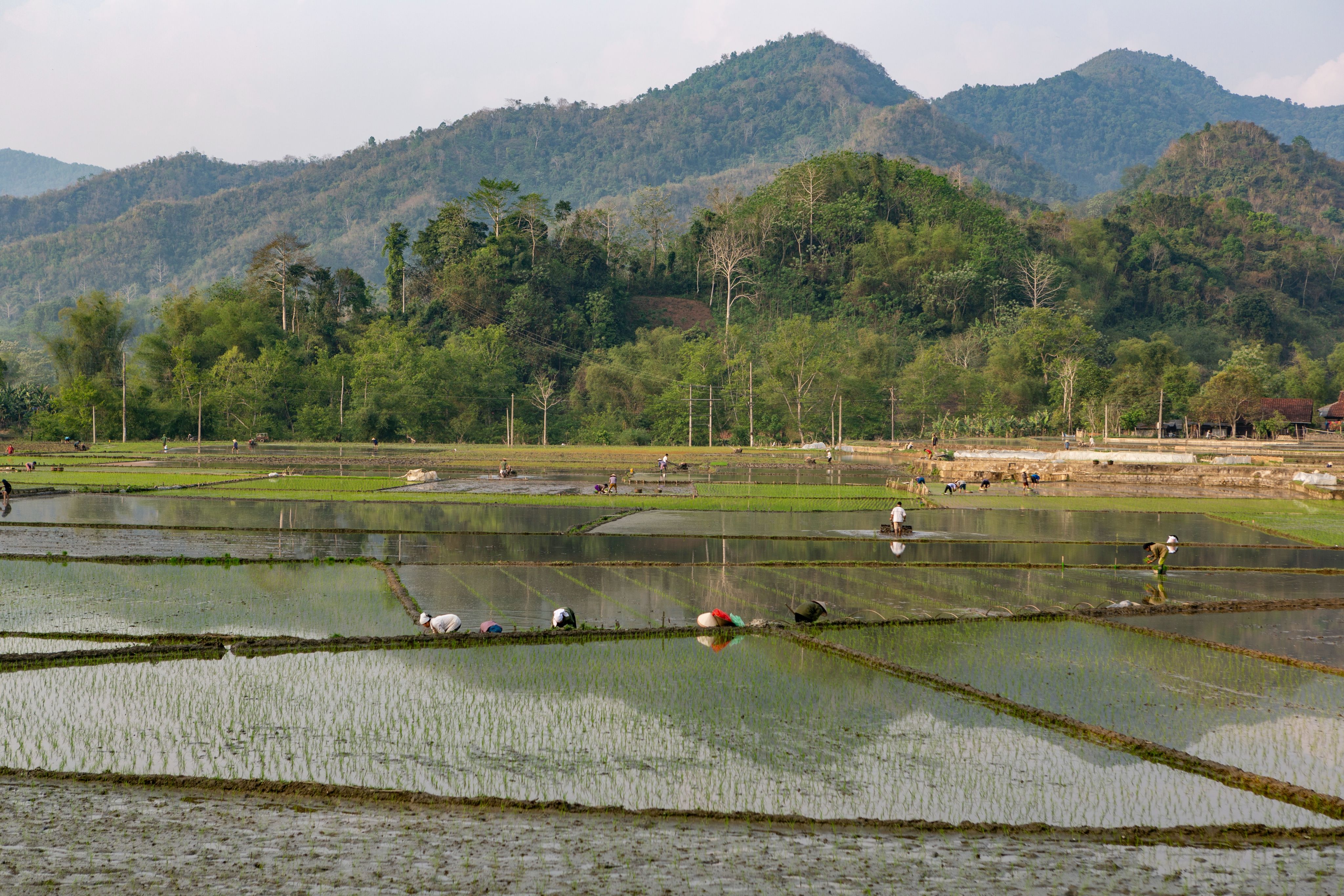 Can Organic Farming Be Scaled To Feed Asia?