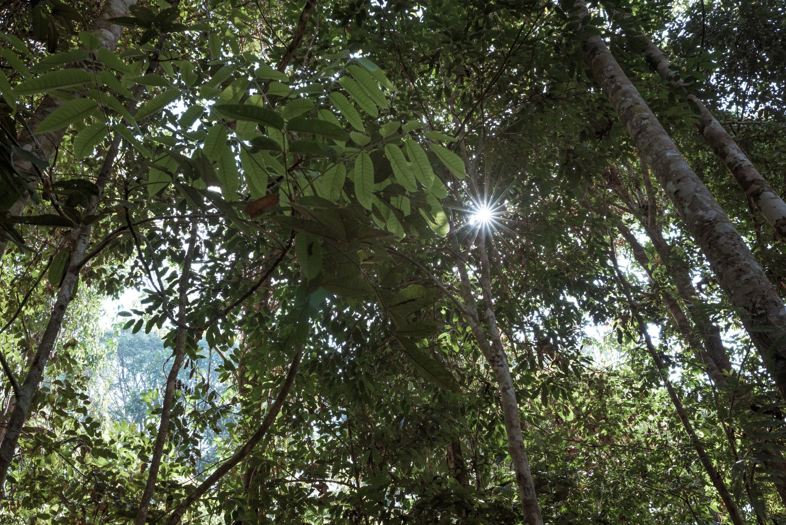 After A 40 Year Struggle Indigenous Guardians Of Indonesian Forest