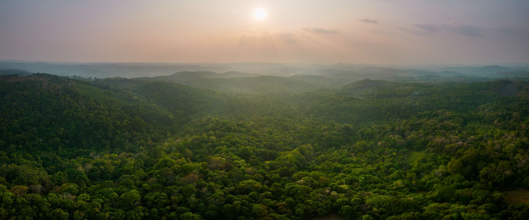 aerial photography of trees on mountain